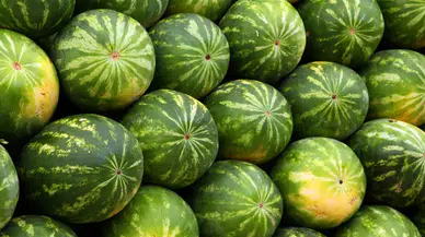 Sezonun ilk karpuzları alıcılarıyla buluştu : Kilosu 50 TL