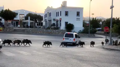 İstanbul'da şok eden görüntüler : Aç domuzlar hastane bahçesine kadar indi