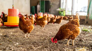 Yumurta üretimi %17,6 arttı