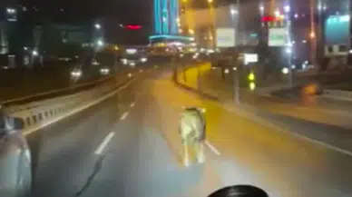 Avcılar'da kurban alanından kaçan dana E-5 karayoluna girdi