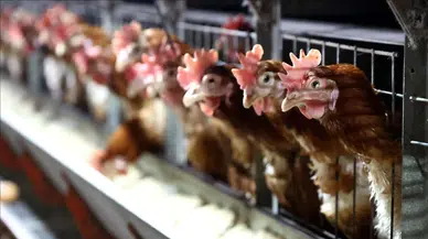 Tavuk yumurtası üretimi yüzde 17,6 arttı