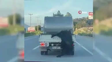 Bolu'da kurbanlığı araçtan sarkıtan sürücüye rekor ceza