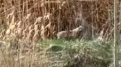 Malatya Darende'de kurtlar yerleşim yerine indi
