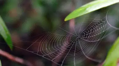 Ege’nin dağlarında gizleniyorlardı , ilk kez görüldüler : 8 yeni örümcek keşfedildi