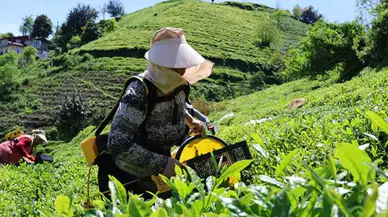 Karadeniz'de 2026 yılı yaş çay toplama ücretleri ve günlük işçi yevmiyeleri açıklandı