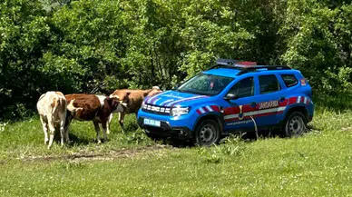 Elazığ'da kayıp inekler dron ile bulundu