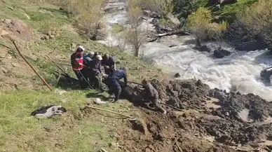 Hakkari'de bataklığa saplanan inek kurtarıldı
