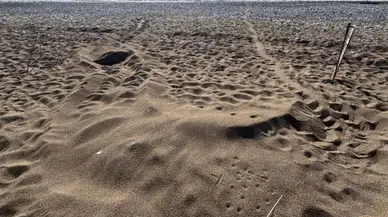 Muğla İztuzu Sahili'nde caretta yuvaları 21'e yükseldi