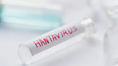 Avrupa’da Hantavirüs alarmı