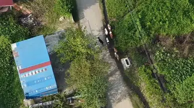 Sakarya'da kaybolan 7 büyükbaş hayvan jandarma dronuyla bulundu