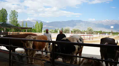 Erzincan'da hayvan pazarlarında hareketlilik