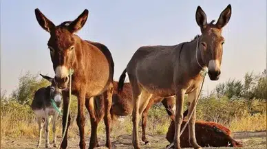 Doñana Milli Parkı'ndaki yangınları eşekler mi önlüyor?