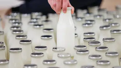 İnek sütü miktarı yüzde 0,8 azaldı