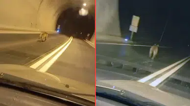 Giresun'da tünele giren ayı, dakikalarca aracın önünde koştu
