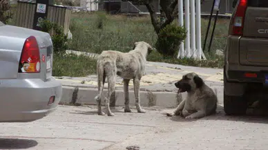Hatay'da 7 yaşındaki çocuğa sokak köpekleri saldırdı