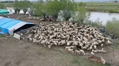 Erzincan'da yeni uygulama : Afgan çobanlar göreve başladı