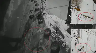 Bayburt'ta yiyecek arayan vahşi hayvanlar köye indi : Ayı, kurt ve tavşanın peşine takıldı