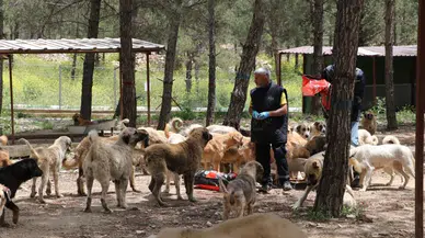 Kilis’te 3 bin sahipsiz köpek için dev yaşam alanı kuruldu
