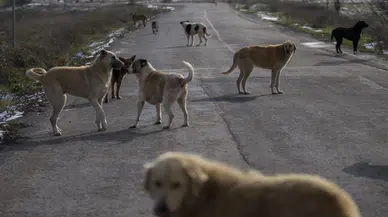 'Sahipsiz hayvanların %46'sı toplandı'