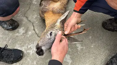 Artvin'de derede mahsur kalan karaca kurtarıldı