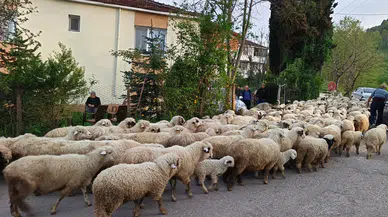 Ordu'da havalar ısındı, yayla göçü başladı