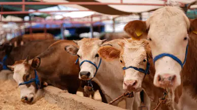 Adana'da kurbanlık fiyatları belli oldu