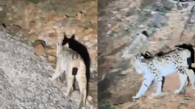 Tunceli'de koruma altında olan vaşak görüntülendi