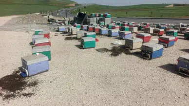 Yayla yolunda araç arızalandı , kovanlar yola saçıldı : Binlerce arı telef oldu