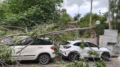 Aydın Efeler'de ağaç park halindeki araçların üzerine devrildi