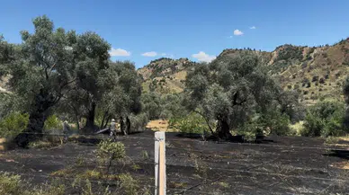 Aydın'da zeytin bahçesinde korkutan yangın