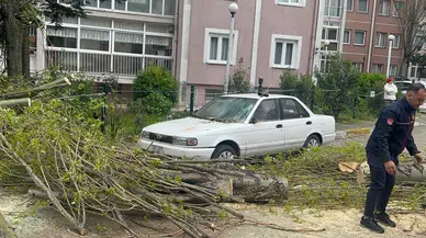 İstanbul'da şiddetli rüzgar : Beylikdüzü'nde ağaç devrildi