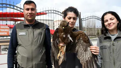 Kars Sarıkamış'ta yaralı kızıl şahin bulundu