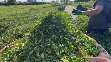 Çaykur Kontenjan uygulaması ne zaman bitecek, kaç gün sürecek?