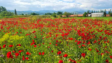 Kütahya Hisarcık'ta gelincik tarlası : Görenleri büyülüyor