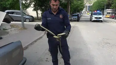 Amasya'da otomobilin için 1,5 metrelik yılan çıktı !