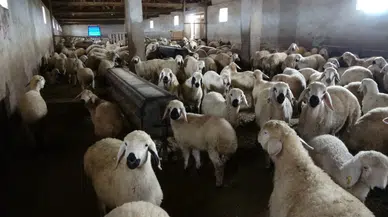 Elazığ'da ağıla giren kurt, 8 koyunu telef etti