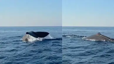Alanya açıklarında balina görüldü