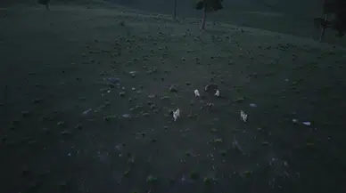 Kars Sarıkamış’ta köpeklerin kovaladığı boz ayı görüntülendi