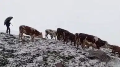 Ardahan'da haziran ayında aniden bastıran kar yaylacıları hazırlıksız yakaladı