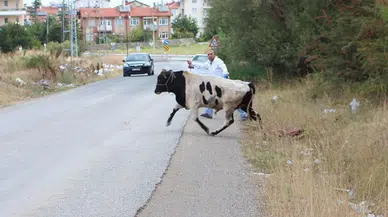 Elazığ’da sahibinin elinden kaçan dana mahalleyi birbirine kattı