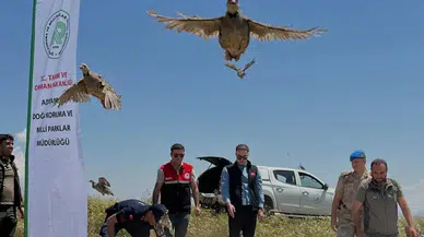 Adıyaman Sincik'te 200 keklik doğaya salındı