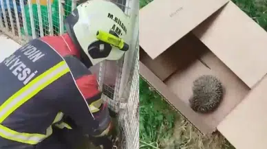 Aydın Nazilli'de tel örgülere takılan kirpi kurtarıldı