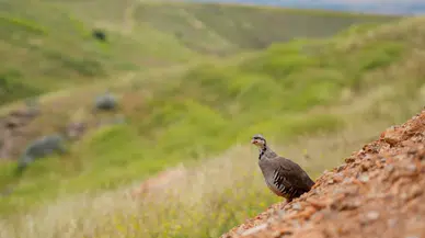Kırşehir’de doğaya 900 kınalı keklik salındı