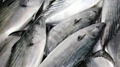 Karabük Eflani’de yaklaşık 11 kilo ağırlığında turna balığı yakalandı