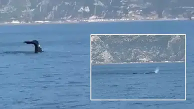 Akdeniz açıklarında balina görüntülendi