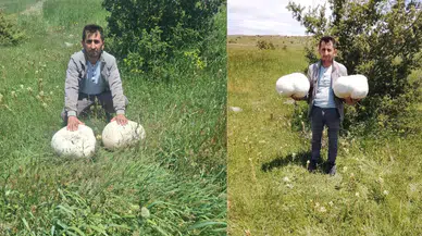 Sivas'ta 20 kiloluk dev mantar bulundu