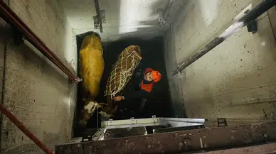 Bingöl’de şaşırtan olay ! Asansör boşluğuna düşen inekler kurtarıldı