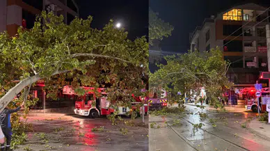 Kocaeli İzmit'te tramvay hattına dal düştü, seferler gecikti