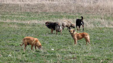 Şanlıurfa'da 8 yaşındaki çocuk sahipsiz köpeklerin saldırısına uğradı
