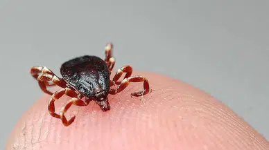 Tokat'ta 5 kişiye KKKA hastalığı teşhisi konuldu